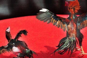 Discover the Dramatic World of Feathered Warriors