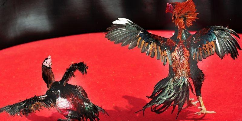 Discover the Dramatic World of Feathered Warriors