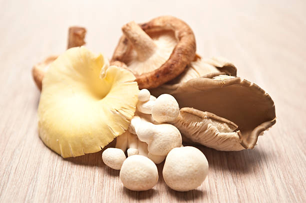 The Rise of Mushroom Edibles